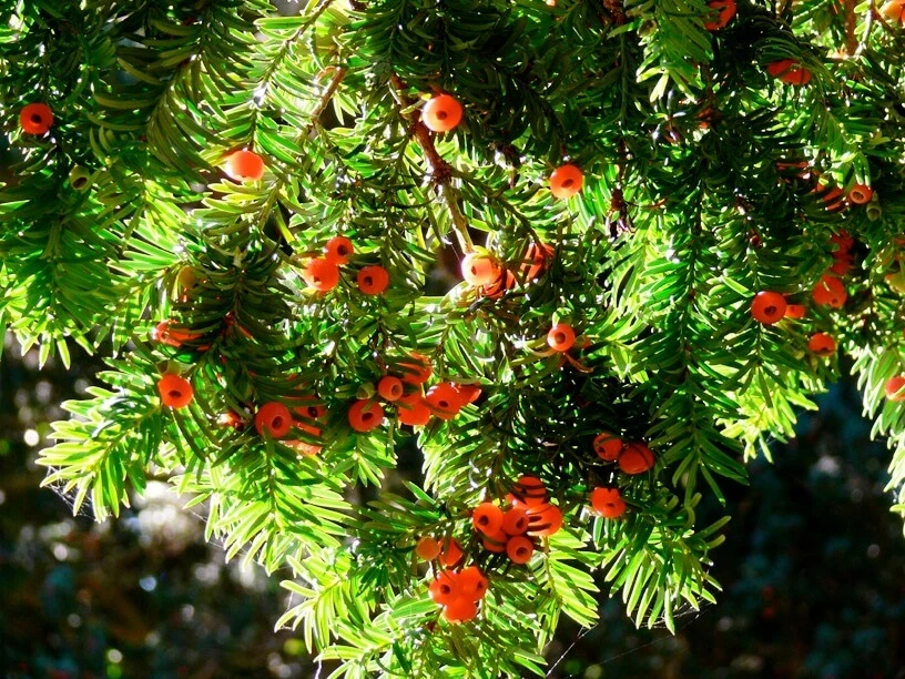 Yew branch and berries