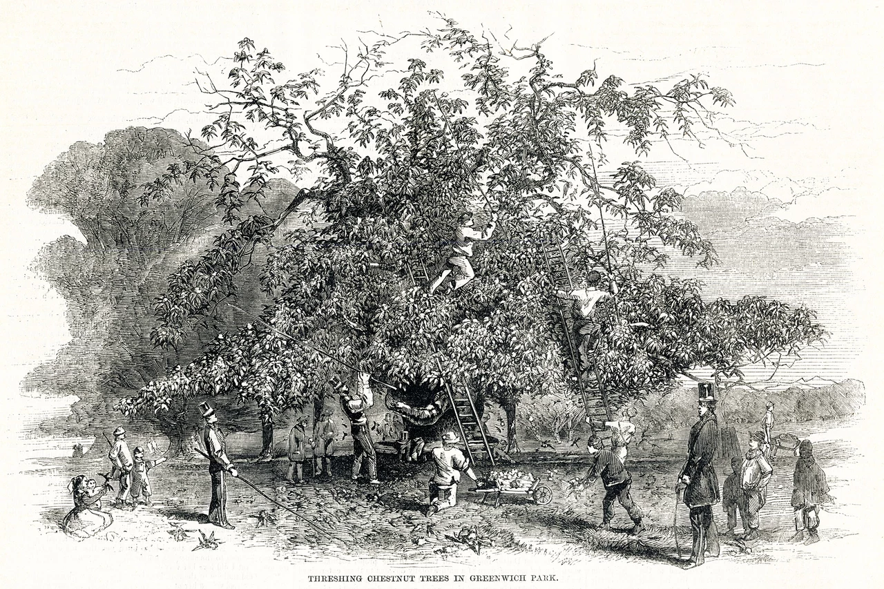 Illustration from 1857 depicting people knocking chestnuts from the trees in Greenwich Park