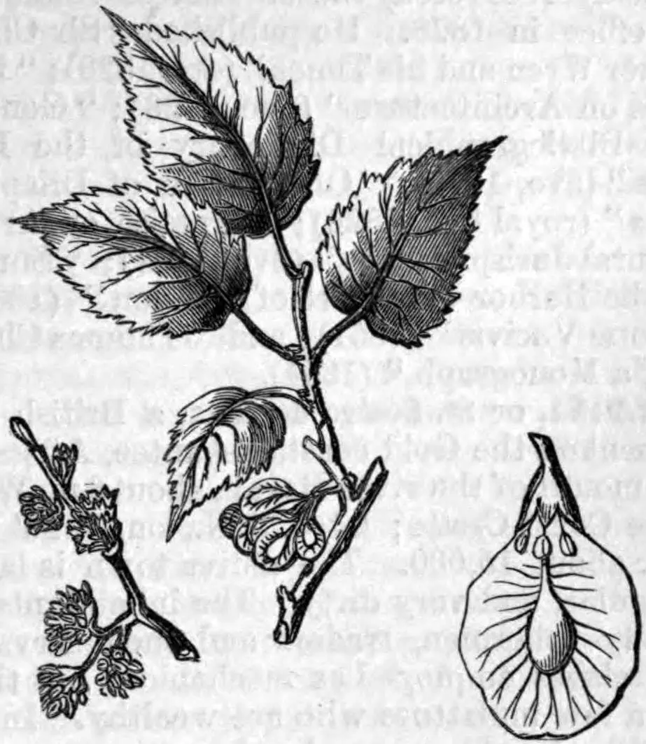 Illustration of the Wych Elm leaves, flower and fruit from 1879