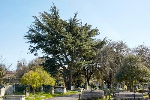 Cedar of Lebanon in the cemetery