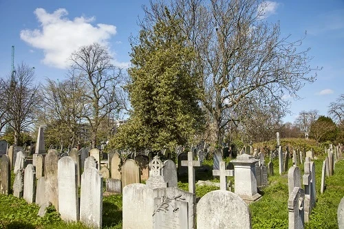 View of a Holly tree