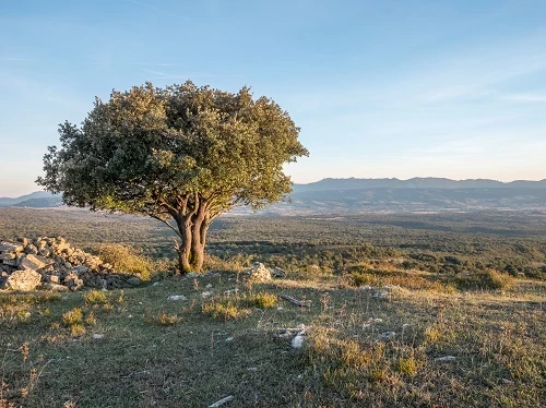 The holm oak, which is native to the Mediterranean, is incredibly hardy.