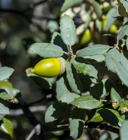 Holm oak acorn and leaves.