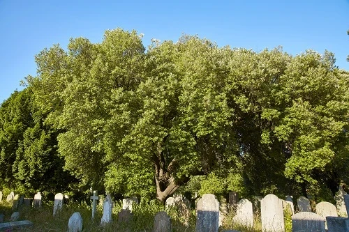 A holm oak in Brompton cemetery.