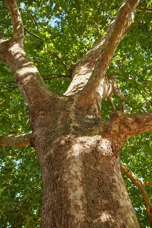 London plane detail