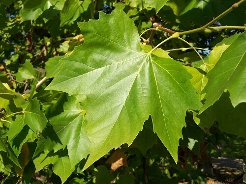 London plane leaf
