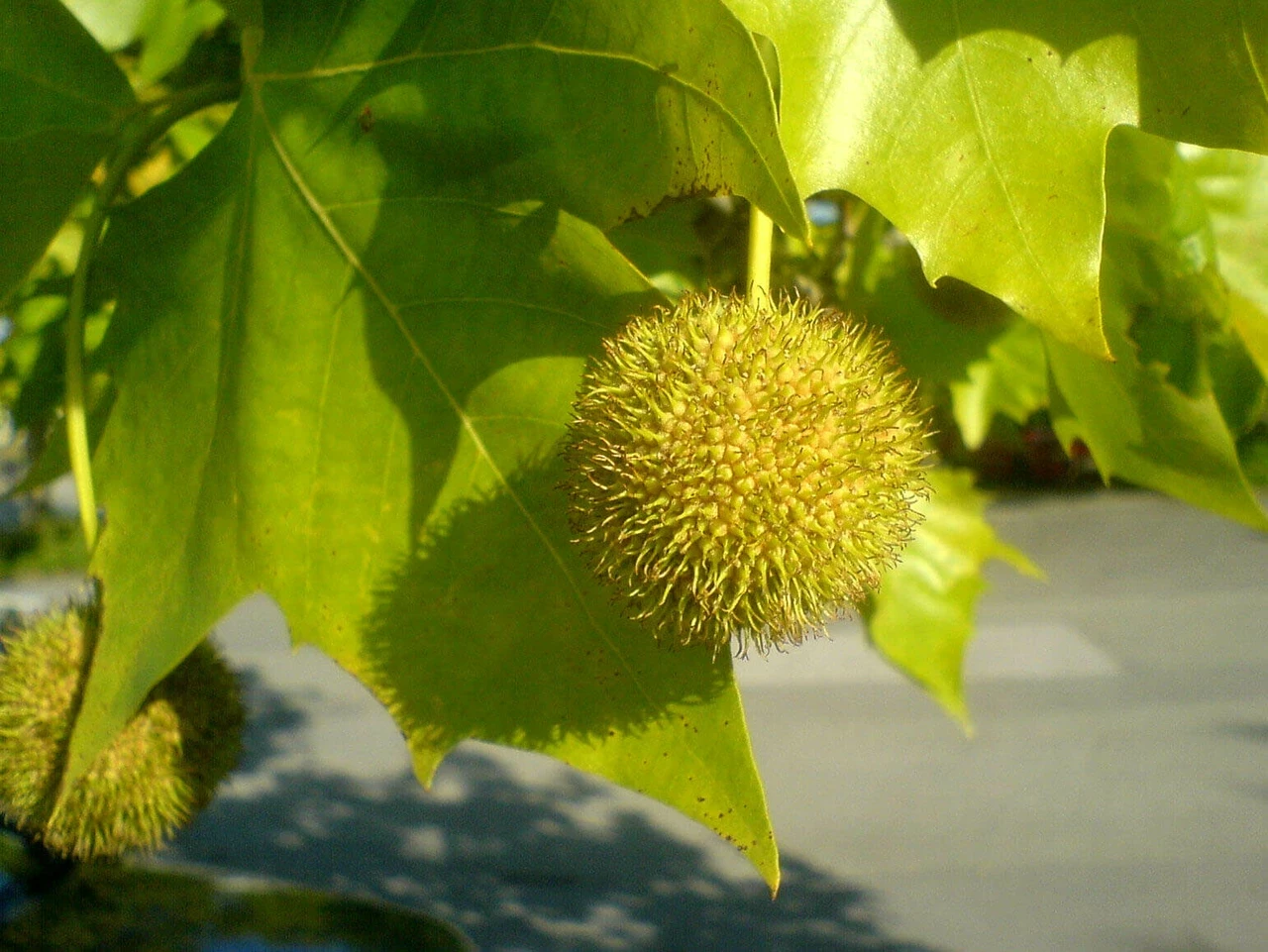 A London plane’s ball-shaped seed cluster.