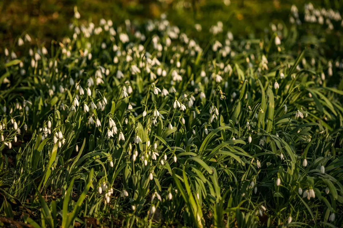 Snowdrops flowering in park