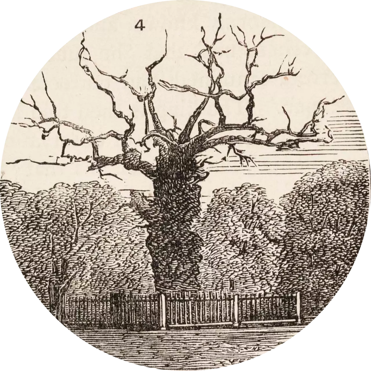 Queen Elizabeth's Oak depicted in an illustration from 1876
