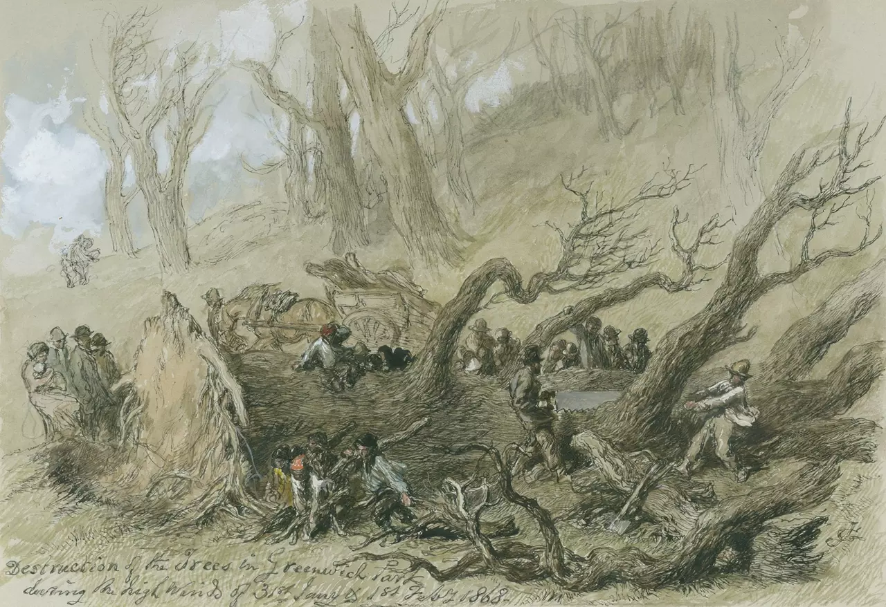 Colour illustration of a fallen tree, 1868