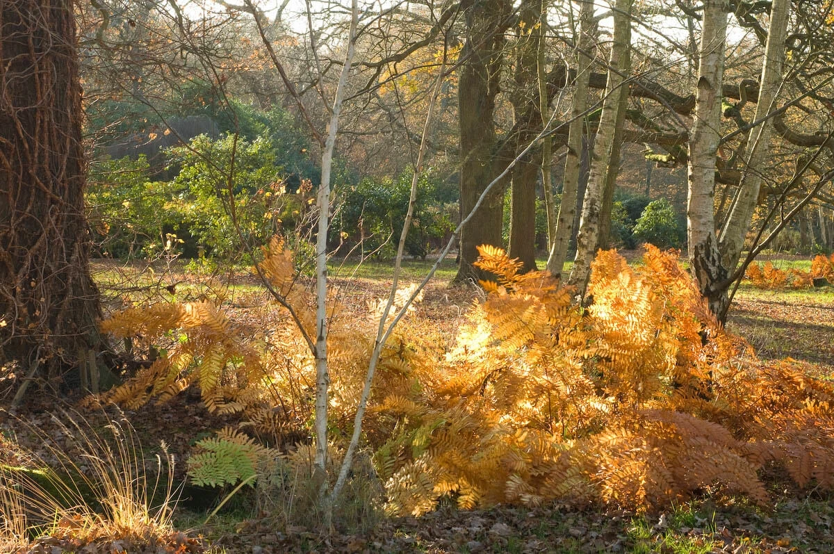 Autumn ferns in the woodland