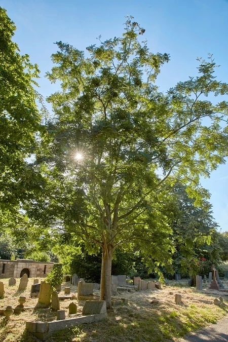 Rowan tree in the cemetery
