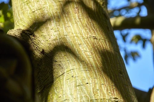 Close-up of the snake bark maple
