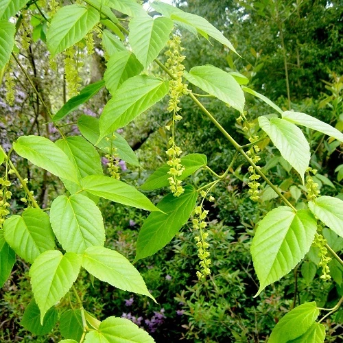 Leaves and yellow flowers