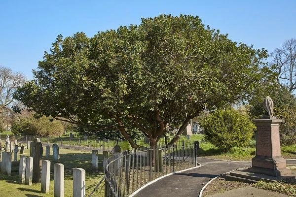 Strawberry tree in Brompton Cemtery