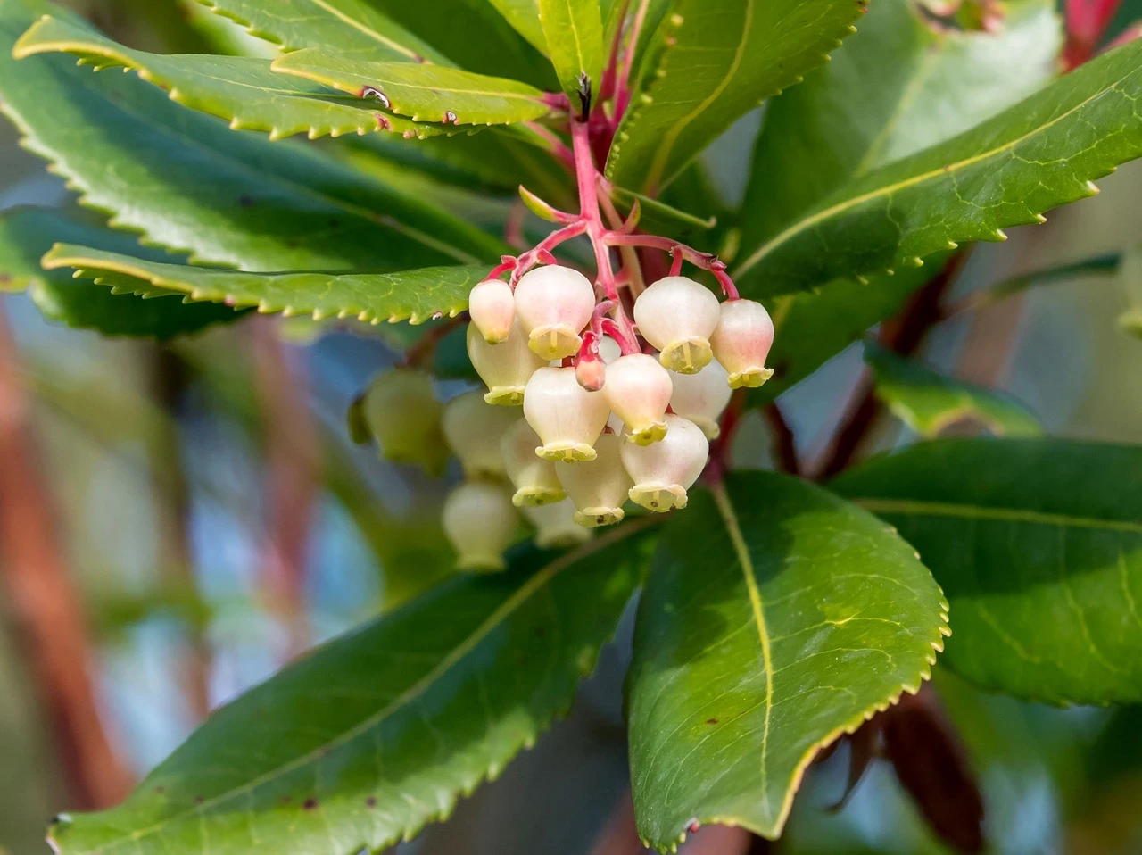  Strawberry tree flowers