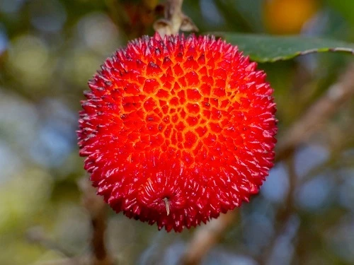 Strawberry tree fruit 