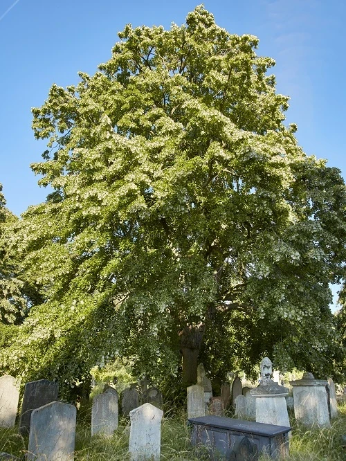 Weeping lime view
