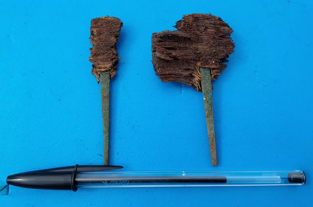 Copper alloy floor nails with remnants of the old floor, a pen is next to them for scale.