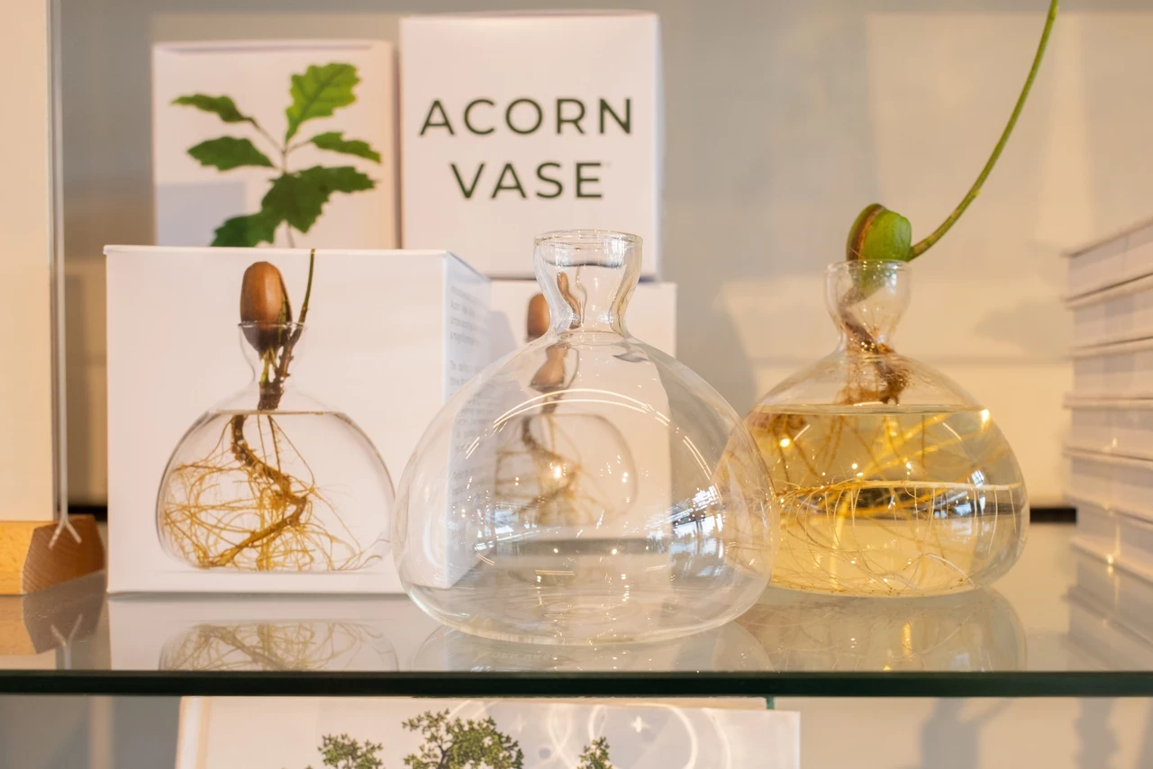 Two glass acorn vases - one has an acorn growing in it.