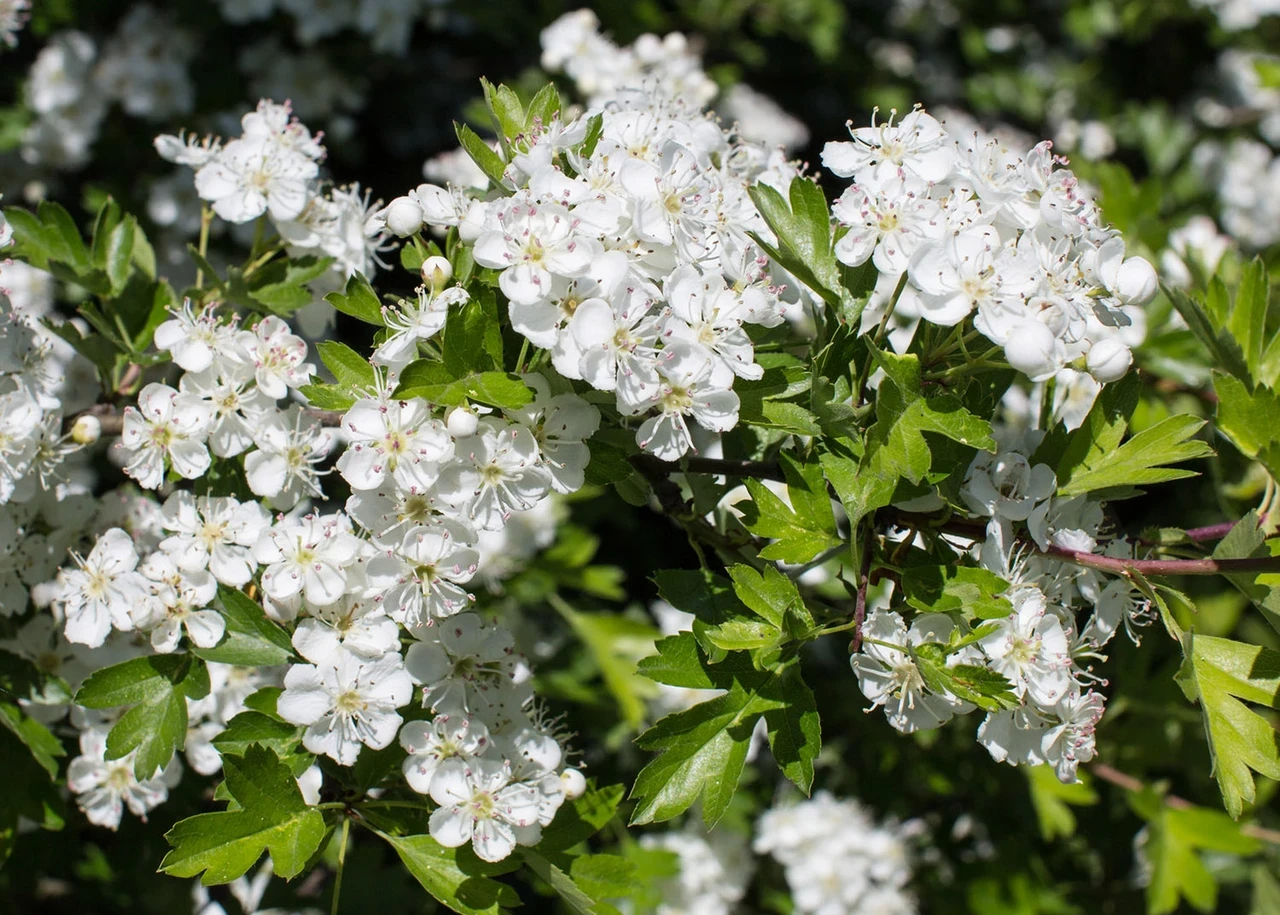 Hawthorn blossom