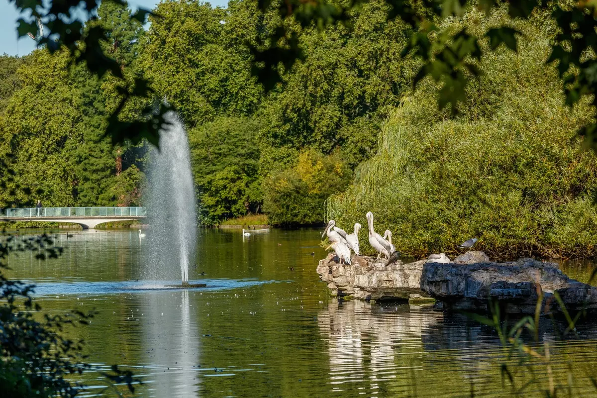 Pelicans in St. James's Park