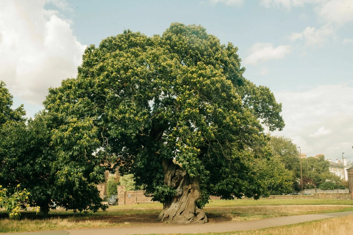 Sweet chestnut tree