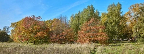 Autumnal trees in Hyde Park