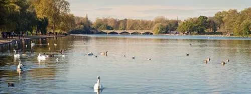 Swans on the Serpentine lake