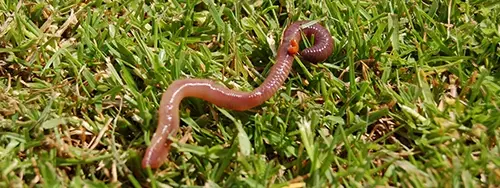Earthworm on the grass