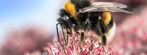 Bee on a flower head