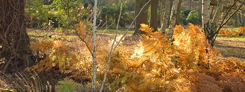 Autumn ferns