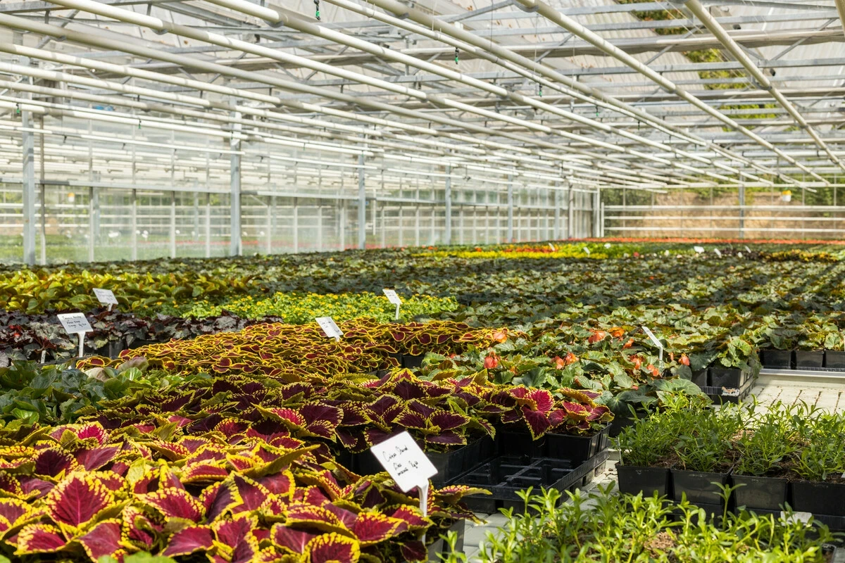 Hyde Park plant nursery 