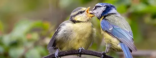 Blue tit feeding its young