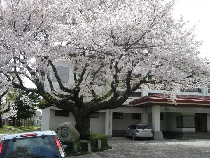 A flowering cherry tree outside a Japanese junior high school.