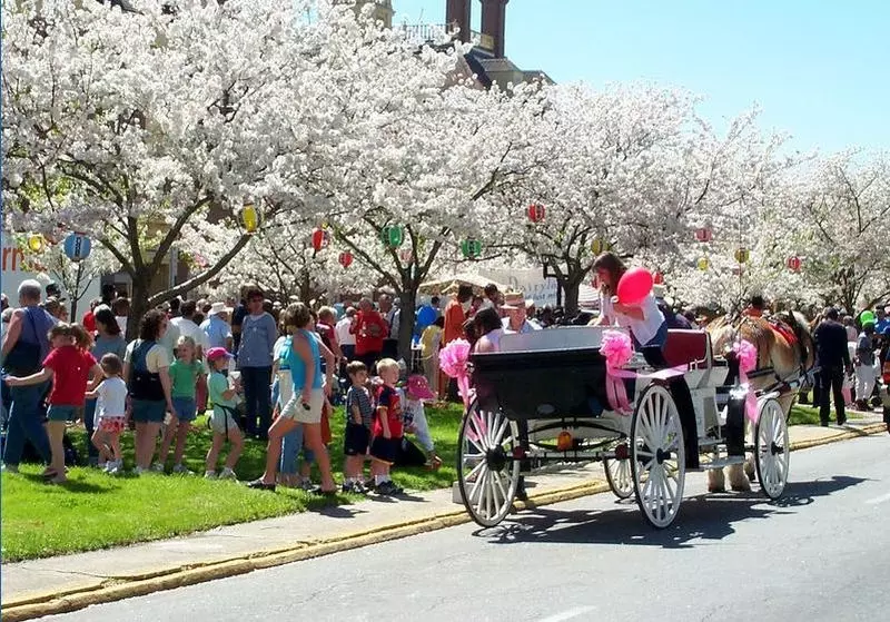 The annual cherry blossom festival in Macon, Georgia, USA. 