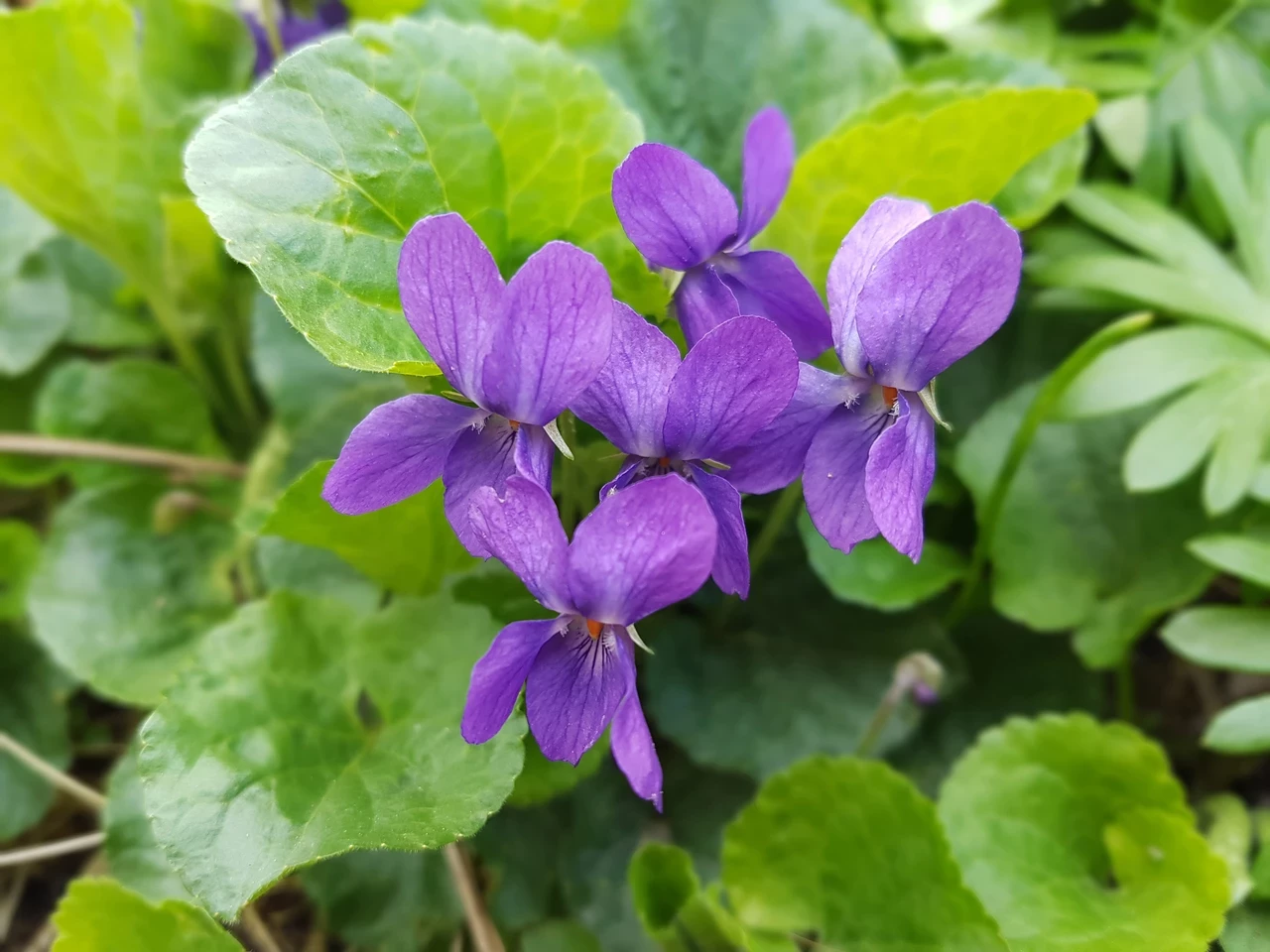 Violet flowers