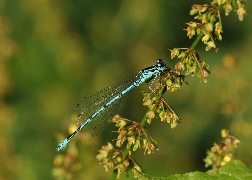 Azure damselfly