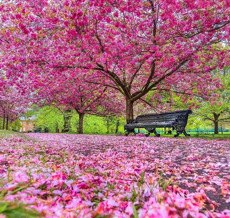 Blossom in Greenwich Park, a popular spring viewing spot usually at its peak from late April to early May. 