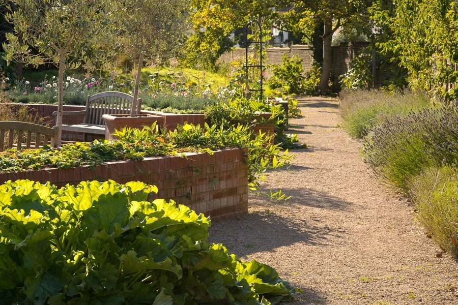 Queen's Orchard allotment in spring