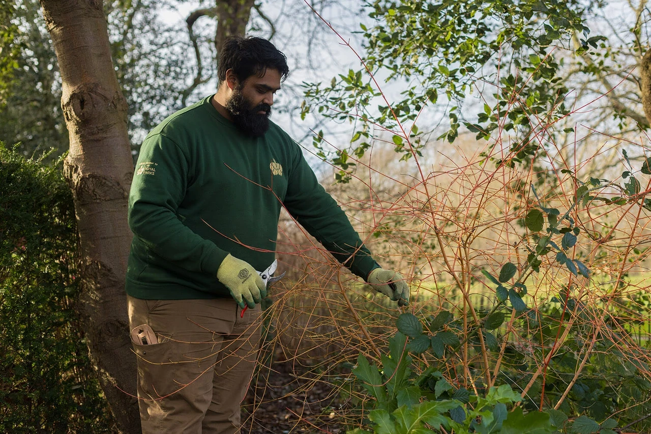 Apprentice Jay Rathod pruning a plant