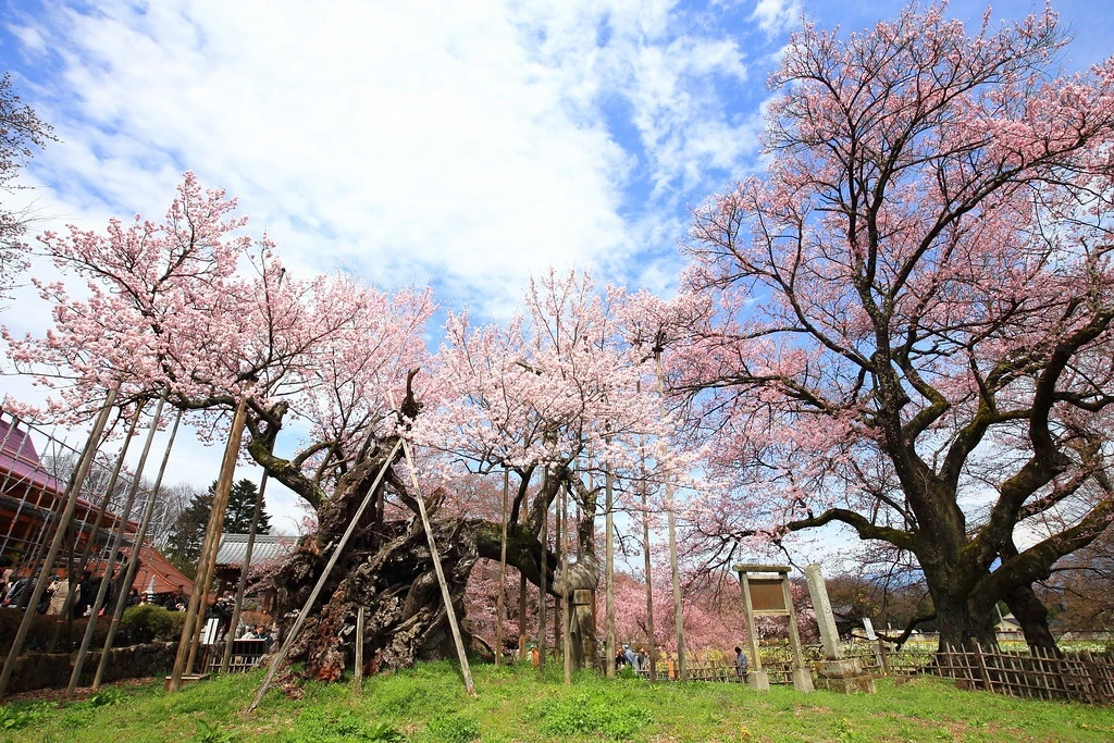 The Jindai Zakura in Yamanashi Prefecture, Japan.