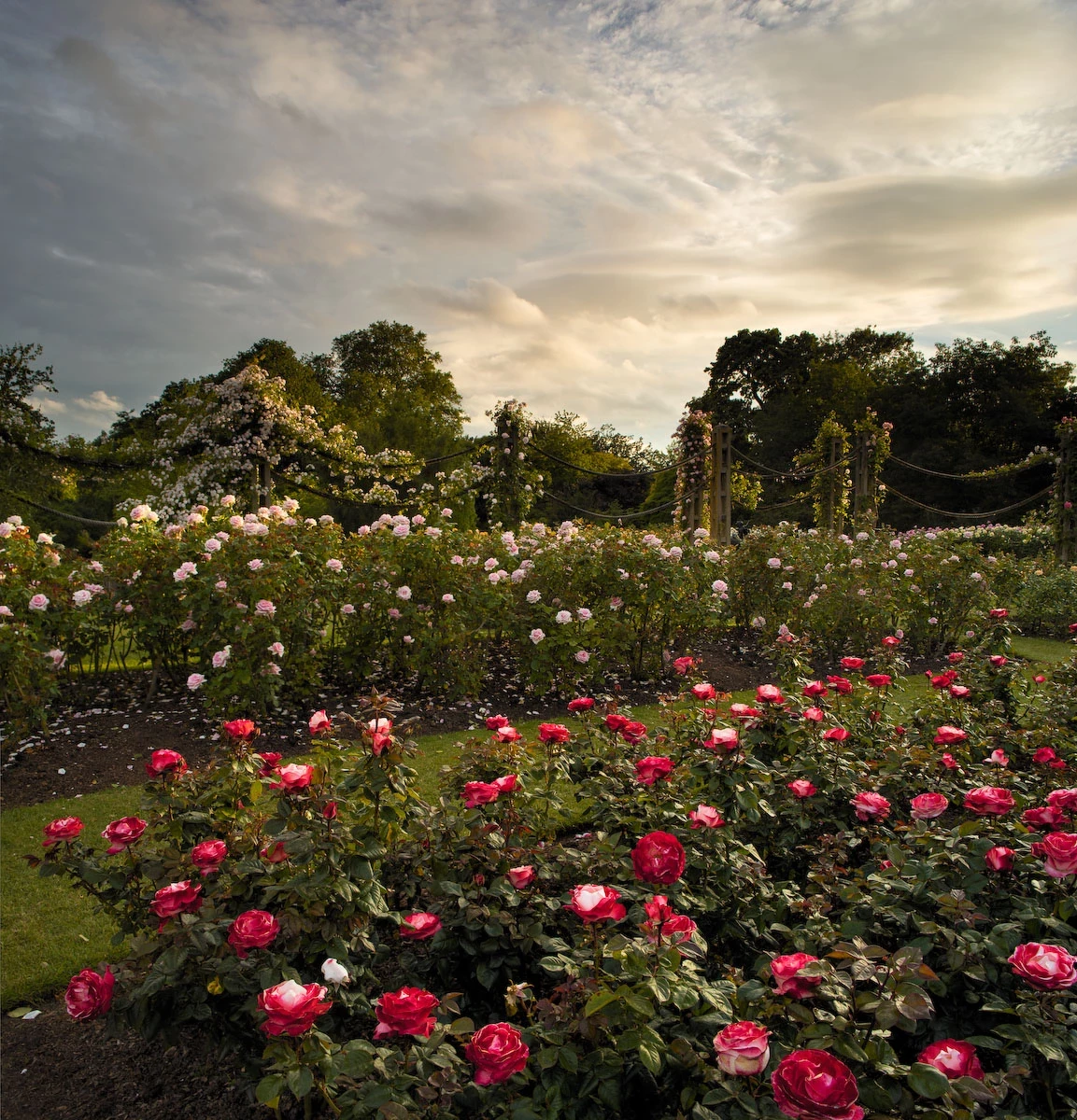 The roses in Queen Mary's Garden, The Regent's Park