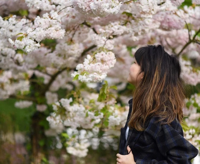 White blossom in full bloom in The Regent's Park.