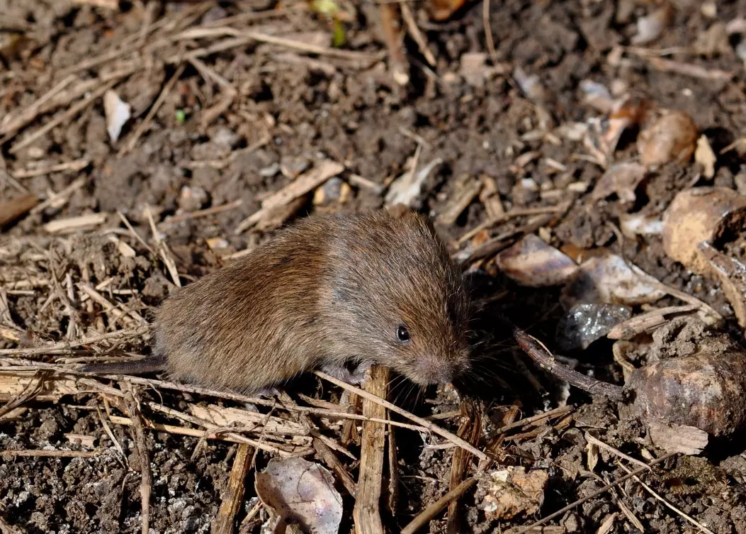 Short-tailed vole