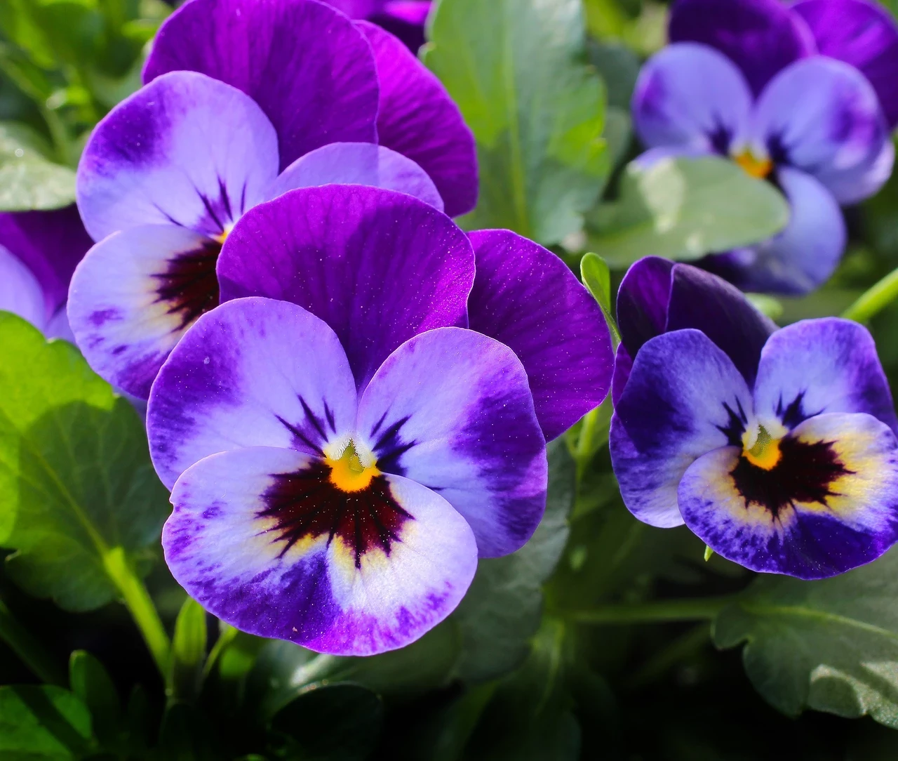 Pansy flowers