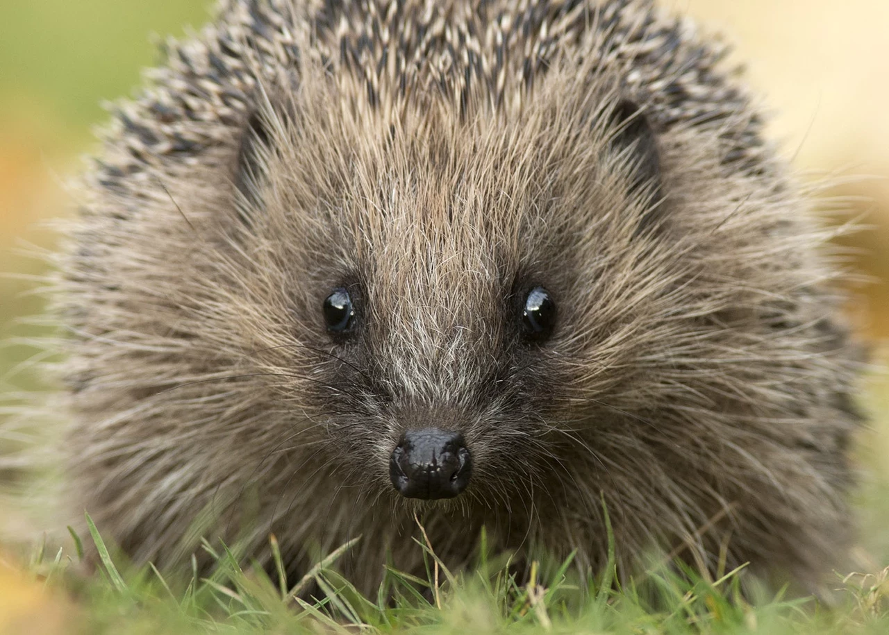 Hedgehog