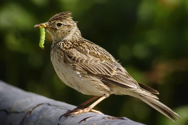 Skylark with a green caterpillar in its beak