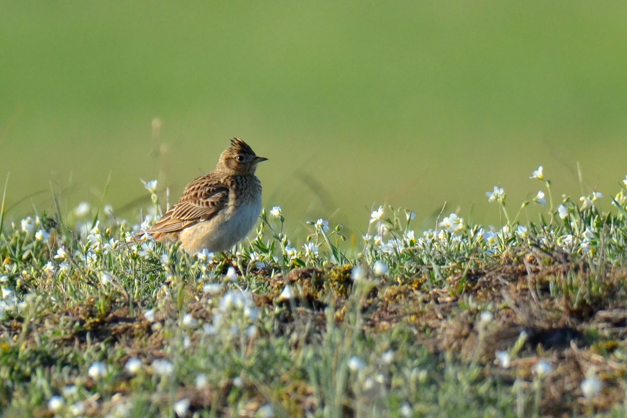 Skylark among wildflowers