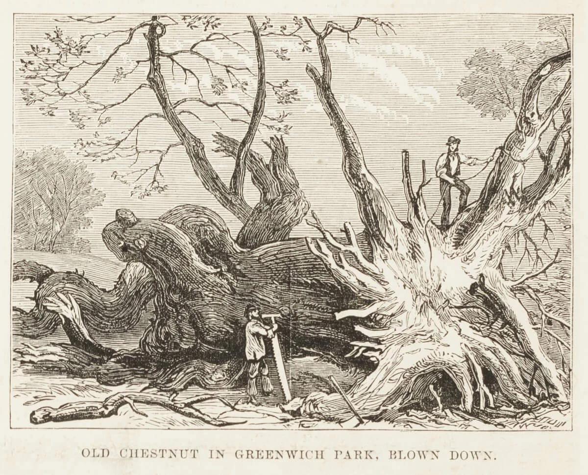 Illustration from 1881 depicting a fallen chestnut tree